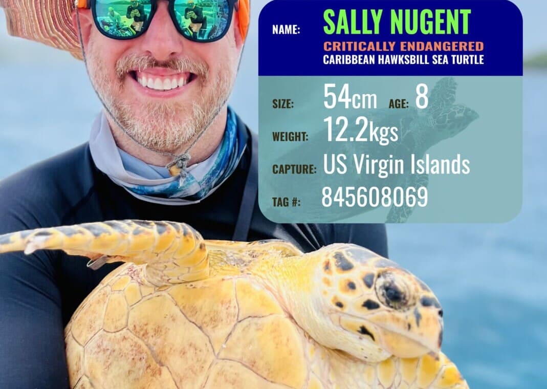 Hawksbill Sally Nugent